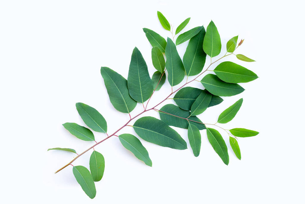 Eukalyptusblätter auf weißem Hintergrund. - Foto, Bild