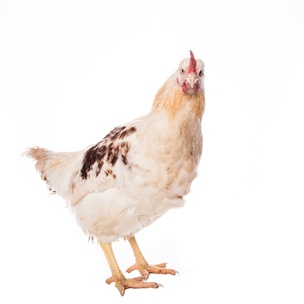 White chicken - Fotoğraf, Görsel