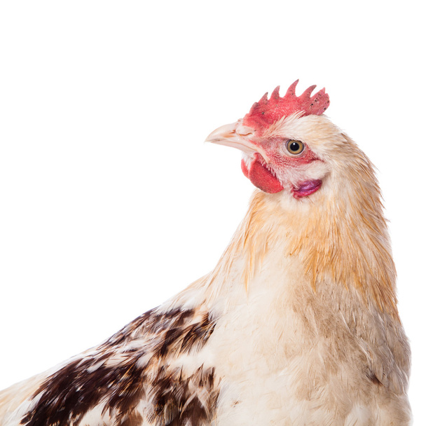 Chicken on the white background - Foto, Imagem