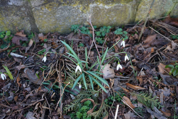 Flores blancas de Galanthus nivalis a principios de primavera. Galanthus nivalis, la nevada o nevada común, es la más conocida y extendida en su género, Galanthus. Berlín, Alemania  - Foto, imagen