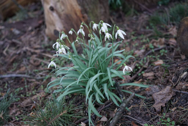 White flowers of Galanthus nivalis in early spring. Galanthus nivalis, the snowdrop or common snowdrop, is the best-known and most widespread in its genus, Galanthus. Berlin, Germany  - Photo, Image