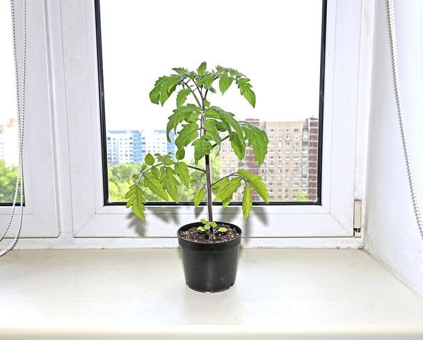 Mudas de tomate em vaso no peitoril da janela
 - Foto, Imagem