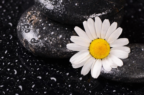 Stones for spa with water drops and chamomile - Foto, afbeelding