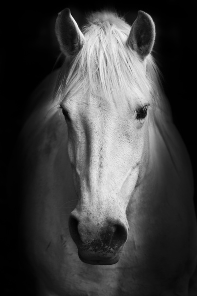 Retrato de caballo blanco en blanco y negro
. - Foto, Imagen