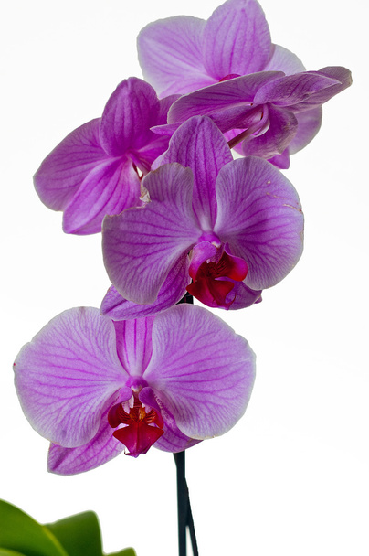orchidea - Foto, immagini