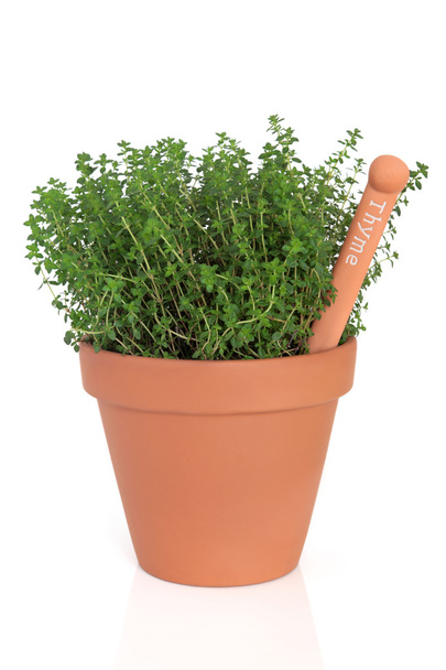 Thyme Herb Plant - Photo, Image