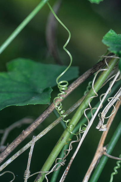 στενή βολή του φυτού tendril συστροφή - Φωτογραφία, εικόνα