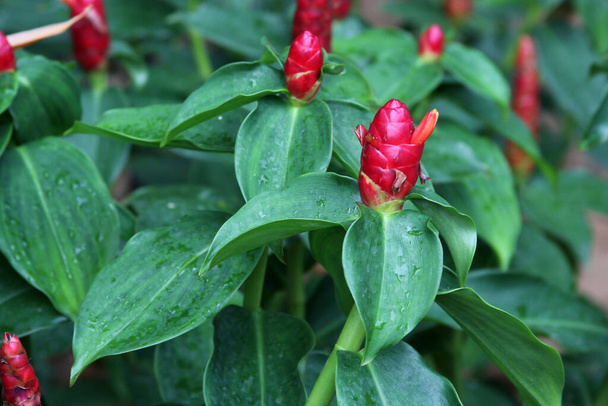Костюс пряный или индийская рыжая голова красный цветок цветет в саду - Фото, изображение