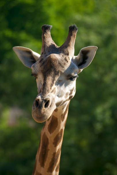 giraf - Foto, afbeelding