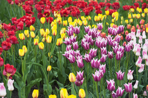 Multicolored tulips - Photo, image