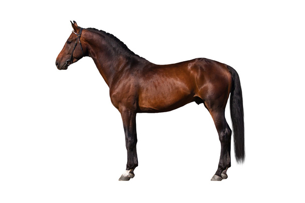 分離された馬の種牡馬 - 写真・画像