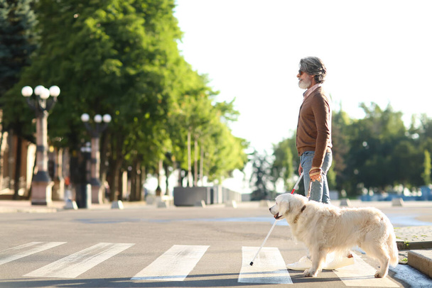 Слепой пожилой человек переходит дорогу с собакой-поводырем в городе - Фото, изображение
