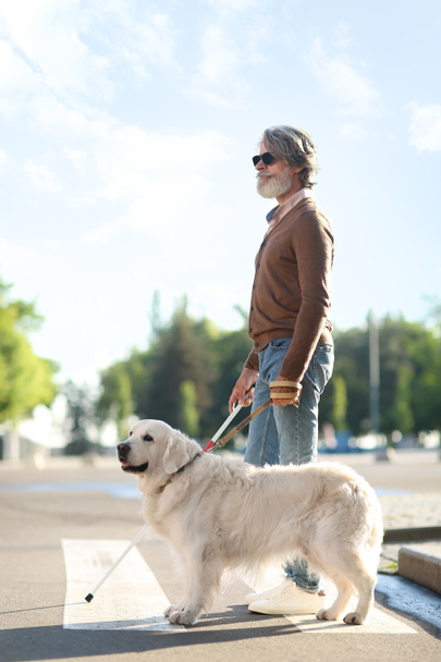 Cegos seniores cruzando estrada com cão guia na cidade - Foto, Imagem