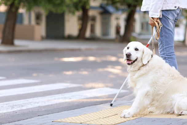 Собака-поводырь со слепым возле пешеходного перехода в городе - Фото, изображение