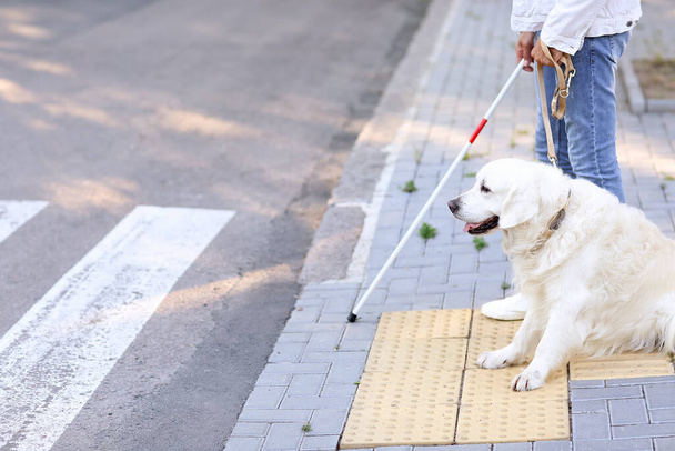 Собака-поводырь со слепым возле пешеходного перехода в городе - Фото, изображение