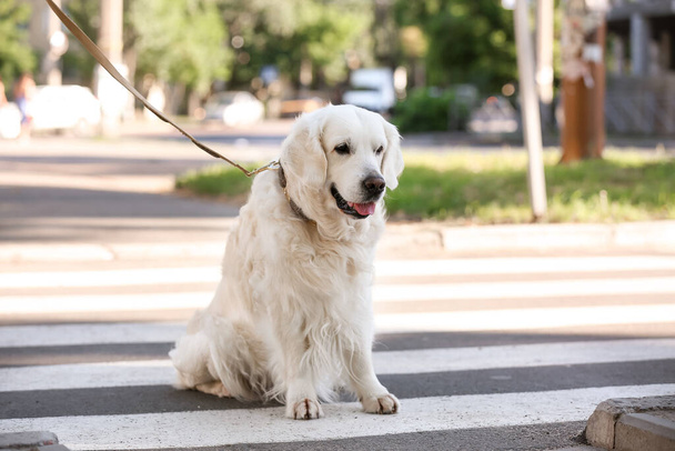 Гід собака сидить на перехресті в місті
 - Фото, зображення