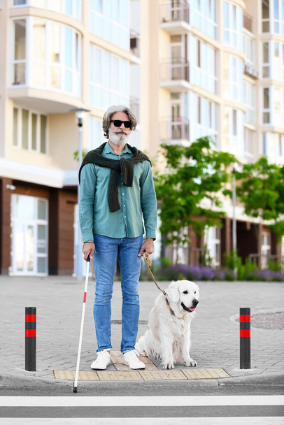 Старший сліпий перетинає дорогу з собакою-поводирем у місті
 - Фото, зображення