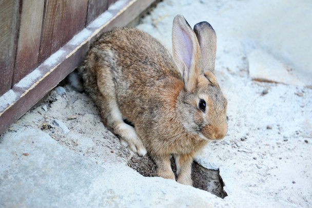 кролик
 - Фото, зображення
