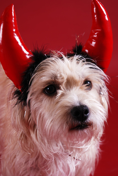 Диявольська собака
 - Фото, зображення