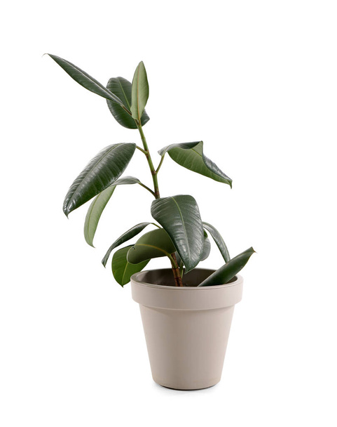 Ficus elastica auf weißem Hintergrund - Foto, Bild