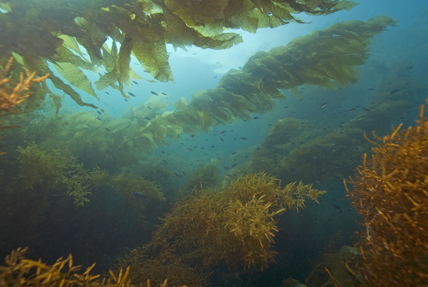 カタリナ島の水中昆布海苔 - 写真・画像