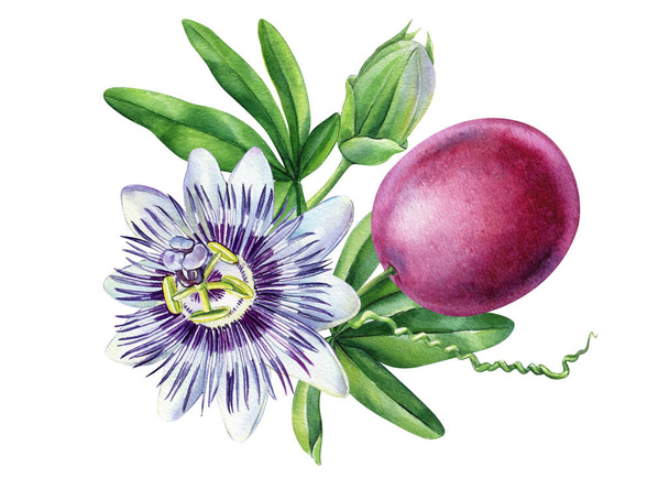 Passionflower, passionfruit με πράσινα φύλλα και άνθη, τροπικά φρούτα. Ρεαλιστική ακουαρέλα βοτανική ζωγραφική. Εικόνα υψηλής ποιότητας - Φωτογραφία, εικόνα
