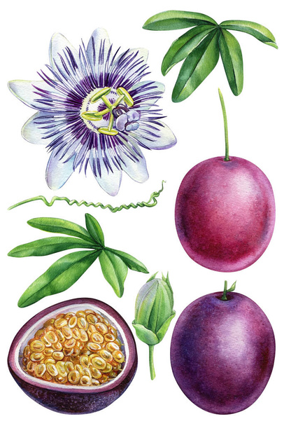 Vášeň, vášnivé ovoce se zelenými listy a květinami, tropické ovoce. Realistická akvarel botanická malba. Vysoce kvalitní ilustrace - Fotografie, Obrázek