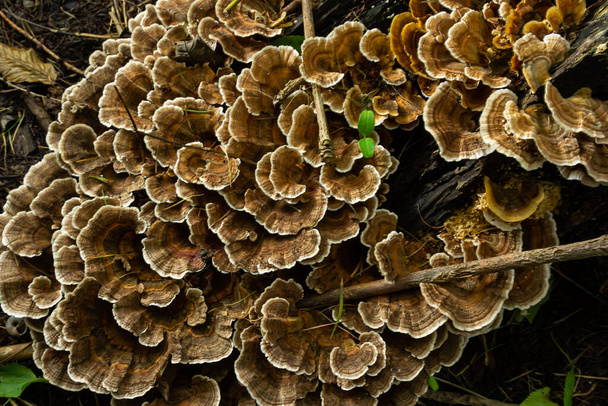 Gloeophyllum sepiarium paddenstoel op de boom in het bos. Roestige kieuwpolyporie. - Foto, afbeelding