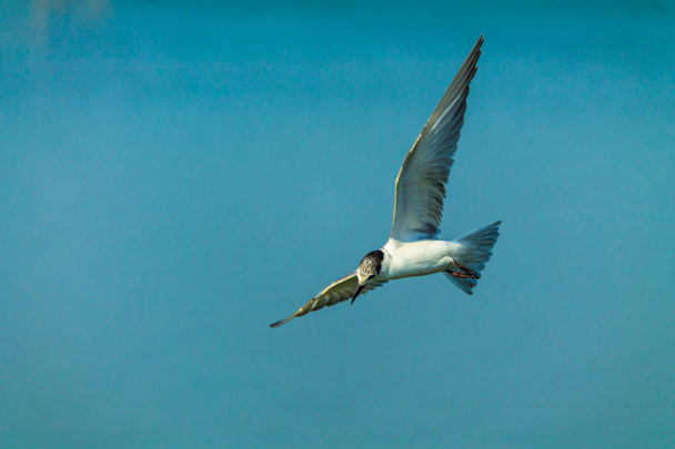 Flying seagull. - Photo, Image