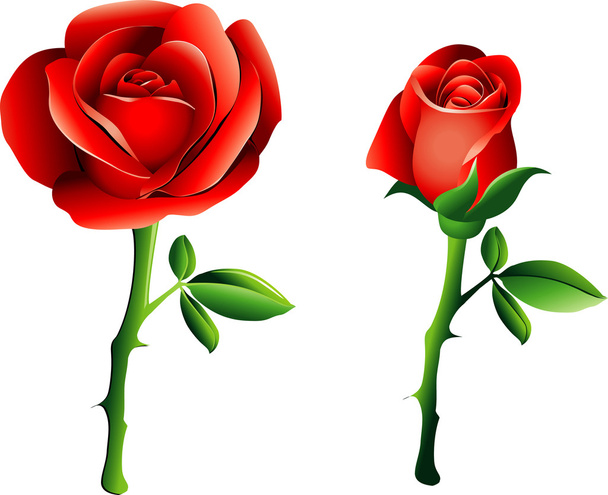 Красные розы - Вектор,изображение