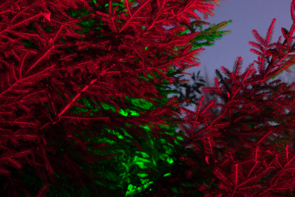 branch of firs in the park shine green and red at nigth. nature, christmas and festive background - Photo, Image