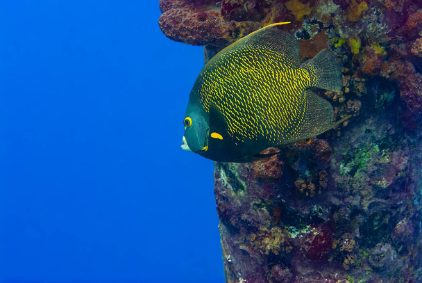 Adult French Angel Fish nadando bajo un muelle junto a un pilar. Foto de alta calidad - Foto, imagen