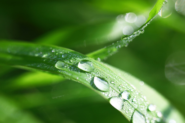 Grass with dew - Photo, Image