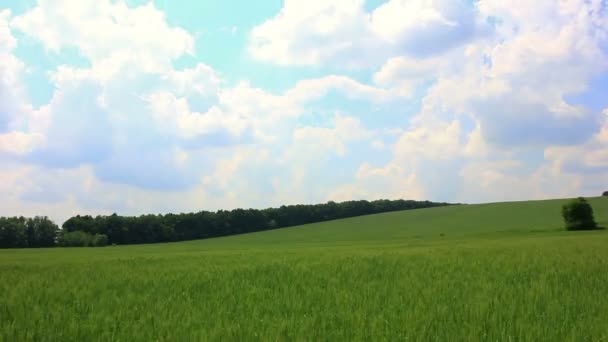 Пейзаж с пшеничным полем и облаками
 - Кадры, видео