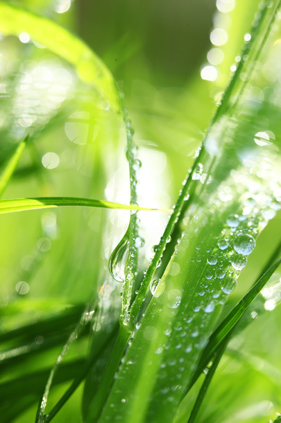 Grass with dew - Zdjęcie, obraz