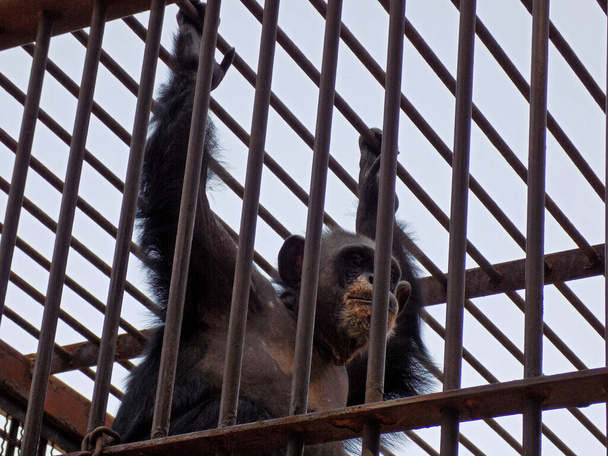 Šimpanz šplhá nahoru a dolů po kleci a houpe se - Fotografie, Obrázek