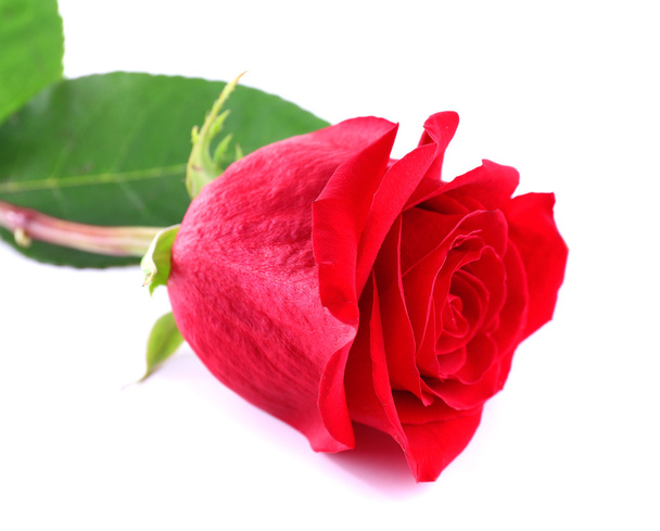 Beautiful red rose - Foto, Bild