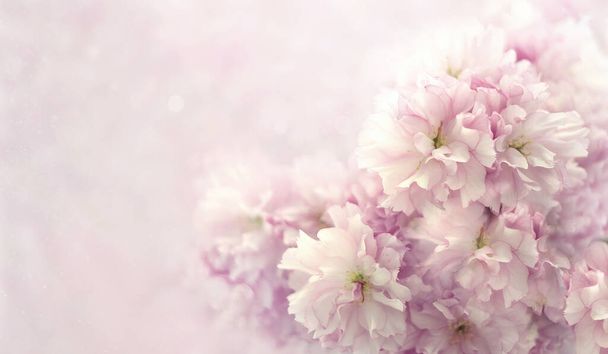 Růžové třešňové květy, pozadí s kopírovacím prostorem - Fotografie, Obrázek
