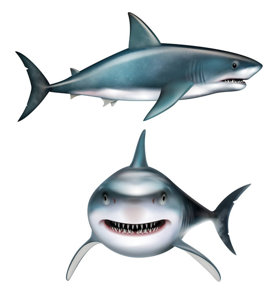 Set realistico di squali con simboli predatori illustrazione vettoriale isolata - Vettoriali, immagini