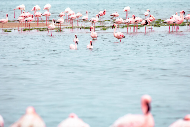 Namibia Flamingos. Grupo de flamencos rosados Aves cerca de Walvis Bay, la costa atlántica de Namibia. Costa Esqueleto. África.  - Foto, imagen