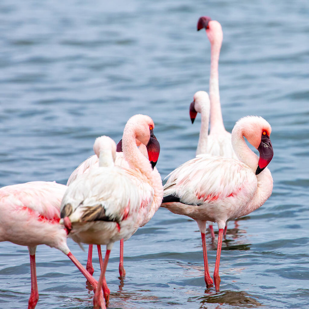 Namibia Flamingi. Grupa Różowych Flamingów Ptaki w pobliżu zatoki Walvis, atlantyckiego wybrzeża Namibii. Wybrzeże Szkieletów. Afryka.  - Zdjęcie, obraz