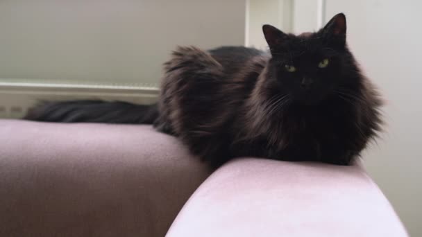 Schwarze Katze liegt auf der Couch neben einem Heizkörper. Faules Haustier ruht sich an einem kalten Wintertag drinnen aus  - Filmmaterial, Video