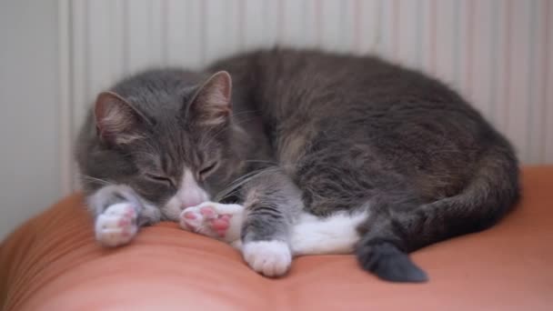 Gri kedi turuncu kanepede radyatörün yanında uyuyor. Soğuk bir kış gününde evde dinlenen tembel bir evcil hayvan..  - Video, Çekim