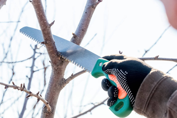 Ένας κηπουρός κόβει επιπλέον κλαδιά σε ένα δέντρο με πριόνι. - Φωτογραφία, εικόνα