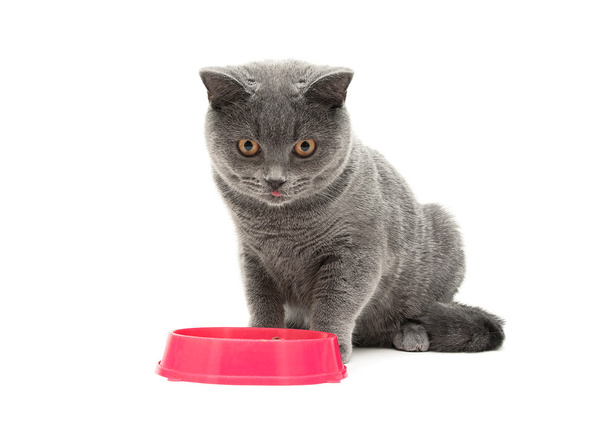 small gray kitten sitting around the bowl on a white background - Fotó, kép