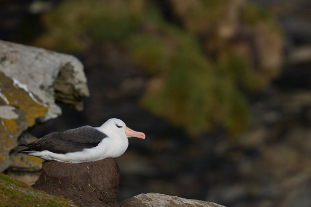 Блек-брови Albatross (Thalassarche melanophrys) колонія на скелях острова Сондерс на Фолклендських островах.. - Фото, зображення