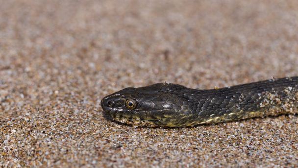 Natrix tessellata. The dice snake is a European non venomous snake belonging to the family Colubridae, subfamily Natricinae. The reptile lives on the sandy beach of the Black Sea. - Photo, Image