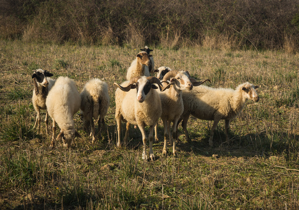 troupeau de moutons dans la prairie - Photo, image