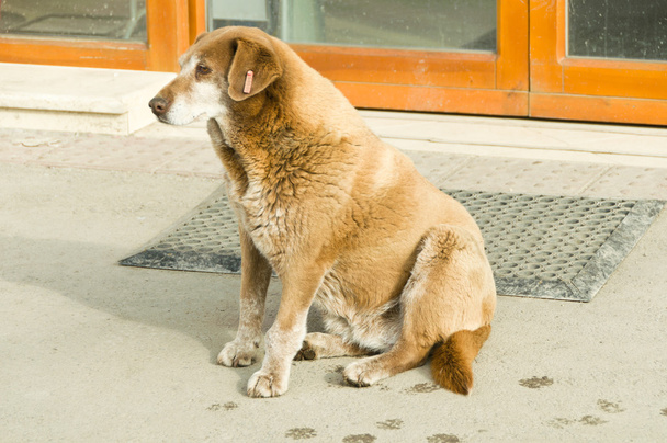 Straßenhunde auf der Straße - Foto, Bild