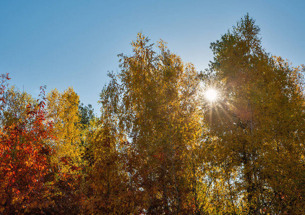 Paisaje árboles del bosque otoñal contra el sol y el cielo azul claro - Foto, imagen
